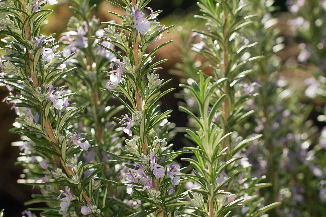 Close-up shot on rosemary flowers