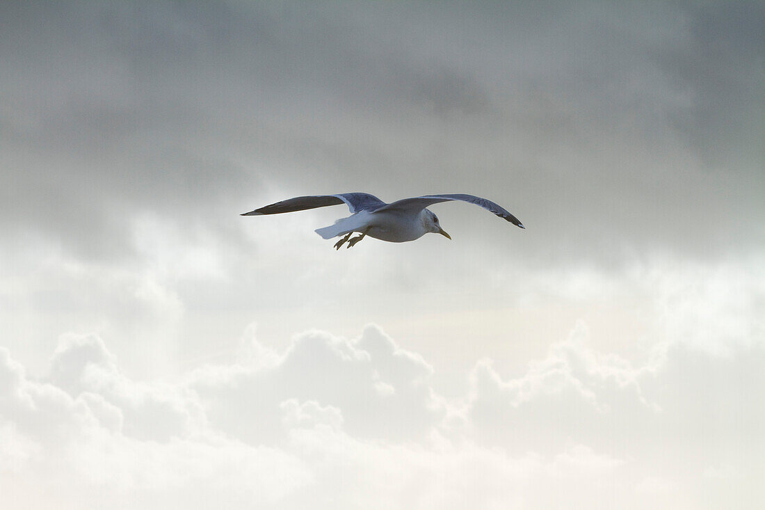 Möwe, vom Wind getrieben, am Meer