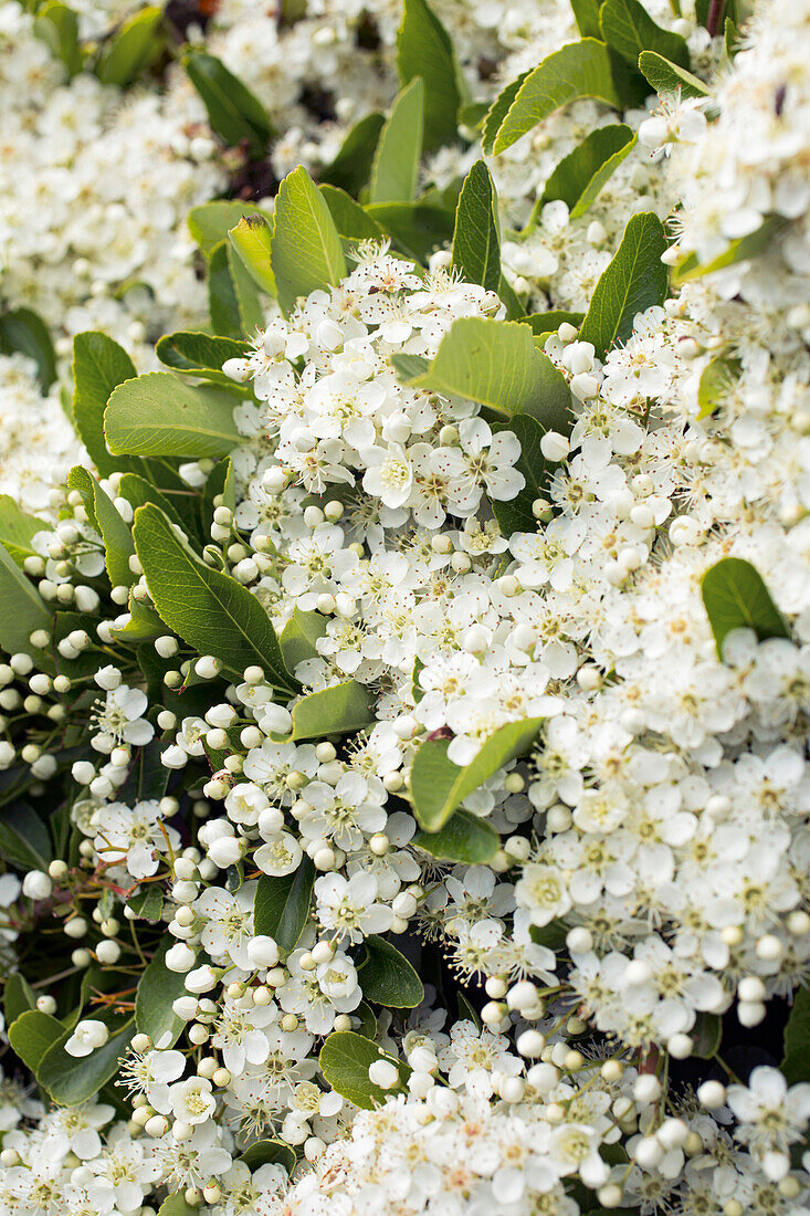 Close-up of flowering pyracantha.