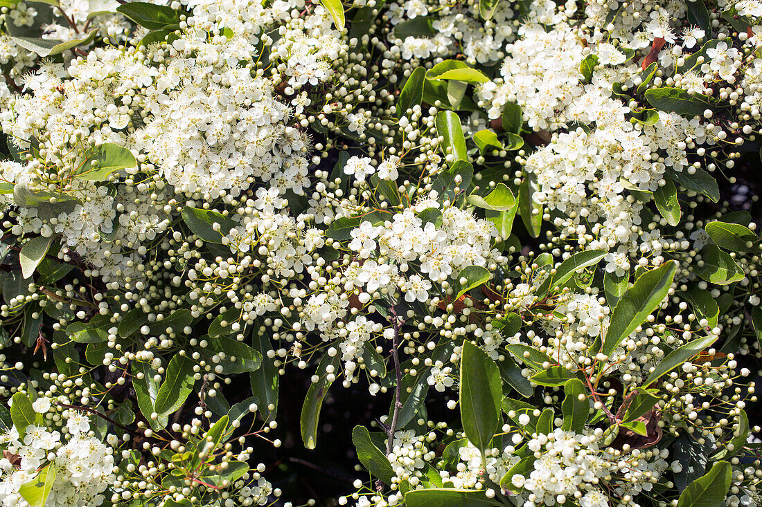 Nahaufnahme einer blühenden Pyracantha.