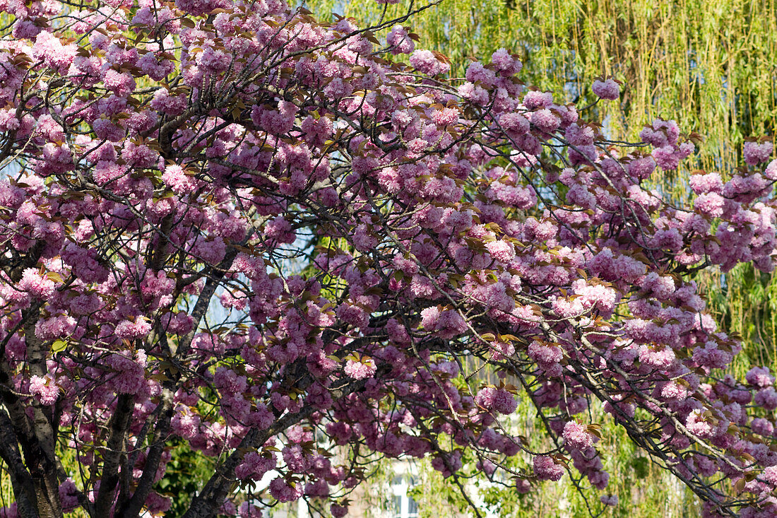 Frankreich,Nantes,44,Nahaufnahme einer blühenden Kirsche,Frühling