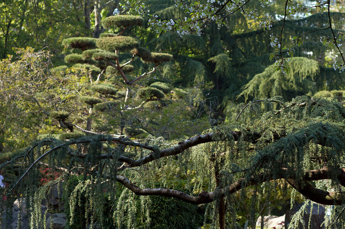 Frankreich,Nantes,44,ile de Versailles,Japanischer Garten,Frühling