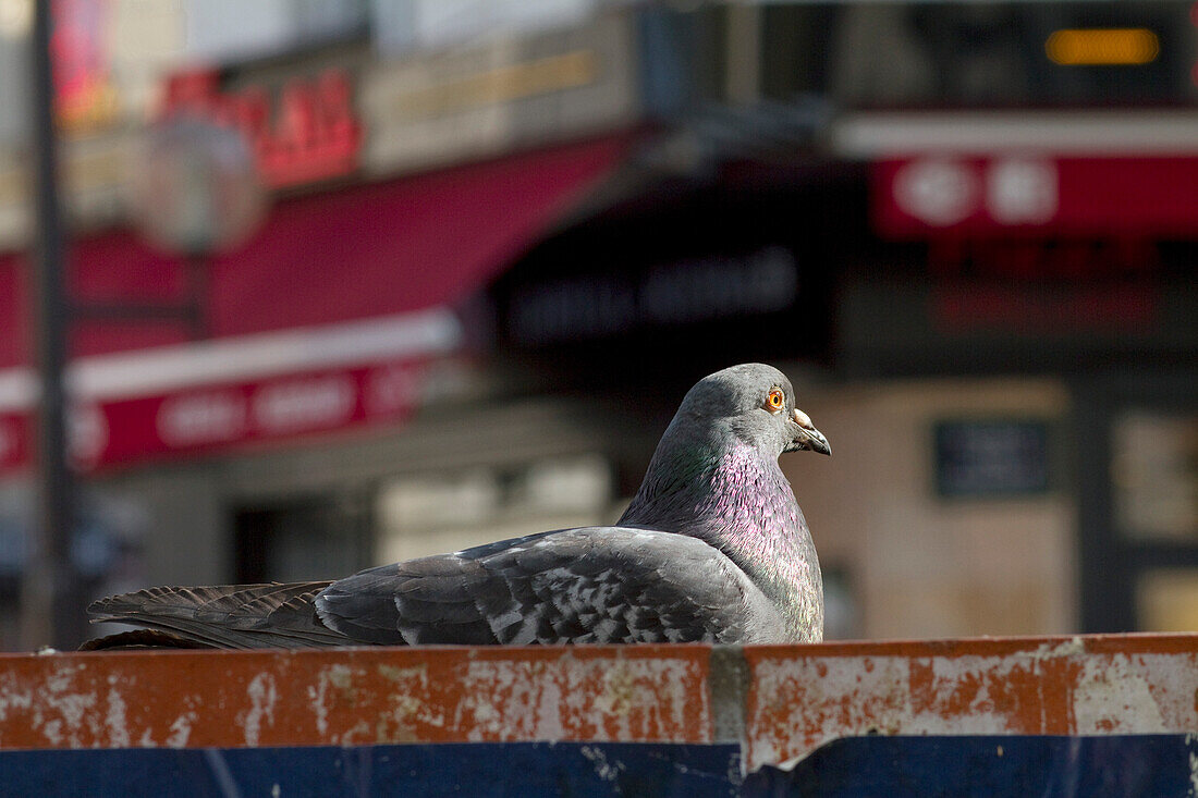 France,Paris,75,17th arrondissement,Avenue de Clichy,rock dove