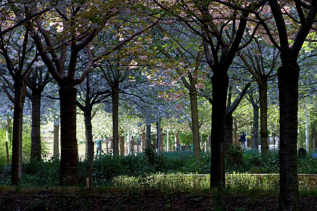 France,Paris,75,17th arrondissement,Clichy-les-Batignolles,Park Martin Luther King,spring