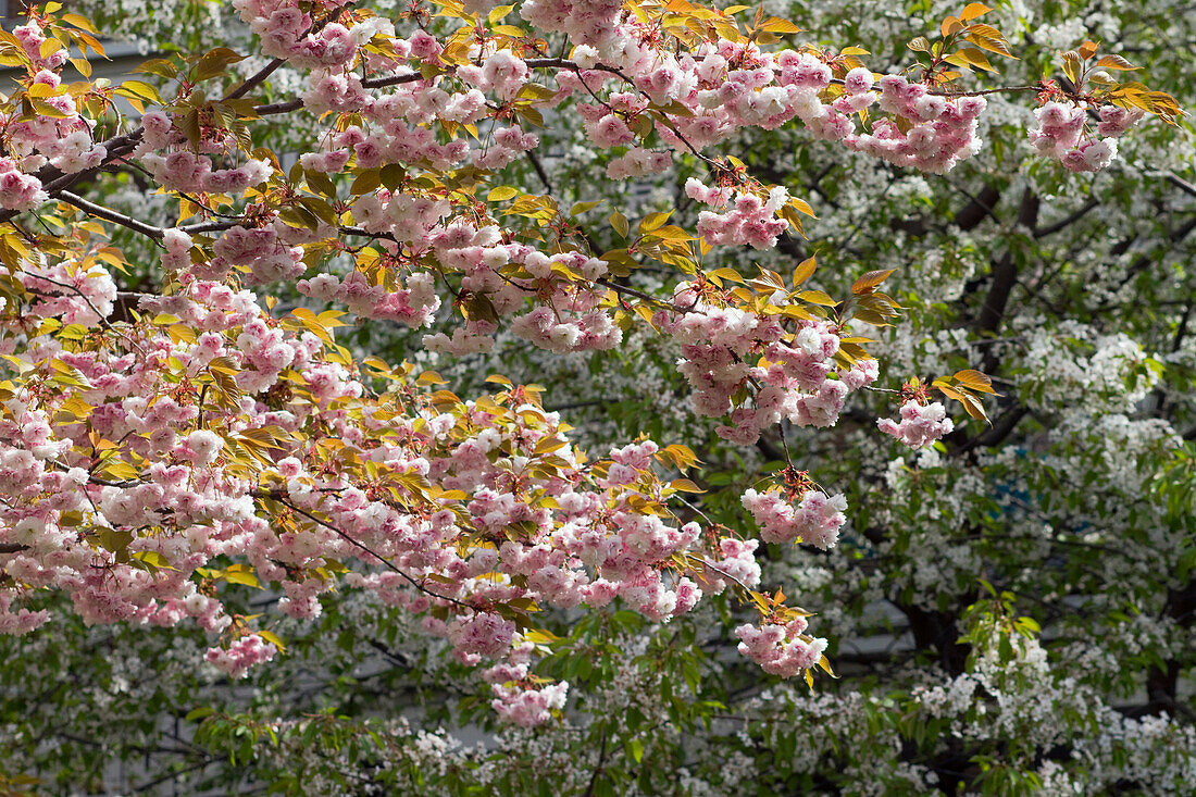 Frankreich,Paris,75,17.Arrondissement,Clichy-les-Batignolles,Park Martin Luther King,Frühling