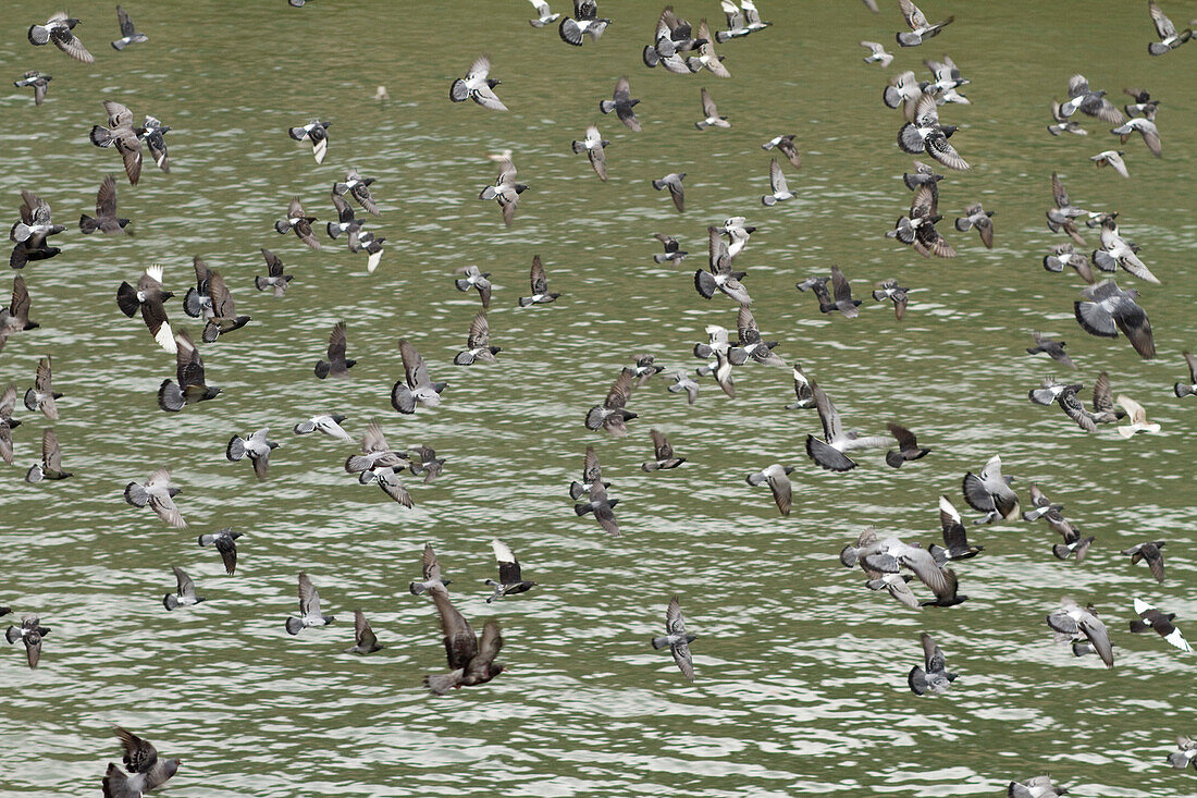 France,Paris,75,4th arrondissement,pigeons flying above the Seine river