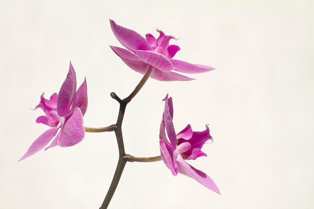 Close-up shot showing an orchid