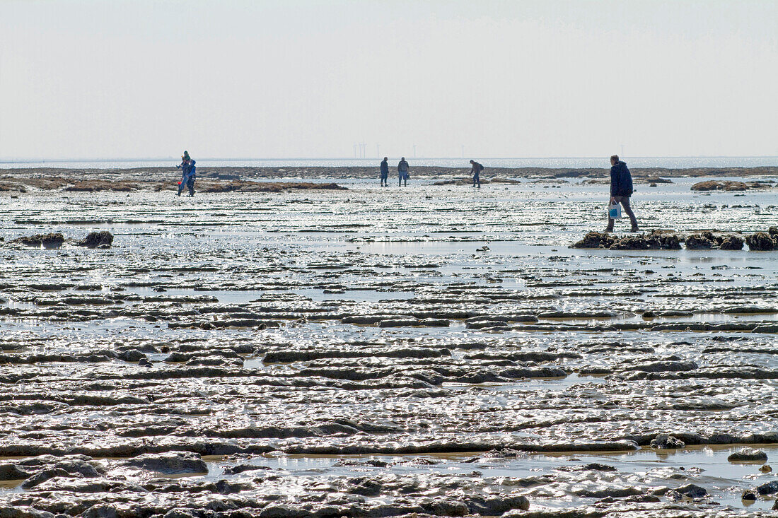 France,La Bernerie-en-Retz,Baie de Bourgneuf,44,gathering seafood by hand