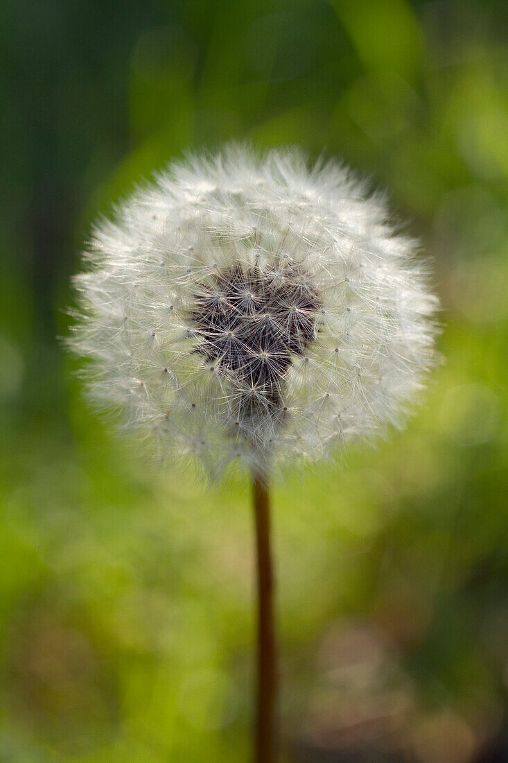 Close-up shot showing a dandelion after flowering