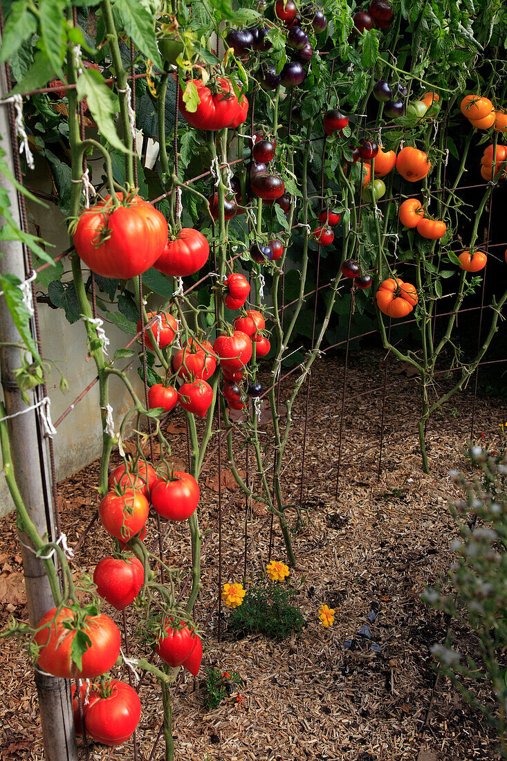 France,pays de la loire,Maine et Loire (49),Angers,Terra Botanica park,Saint martin collegiate church