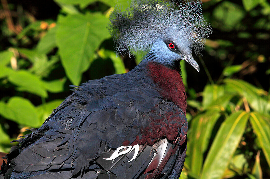 France,Auvergne Rhone Alpes,Ain department (01),Villars les Dombes,Birds park