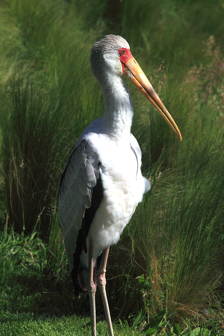 France,Auvergne Rhone Alpes,Ain department (01),Villars les Dombes,Birds park