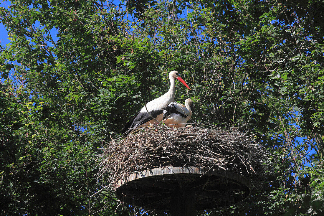 France,Auvergne Rhone Alpes,Ain department (01),Villars les Dombes,Birds park