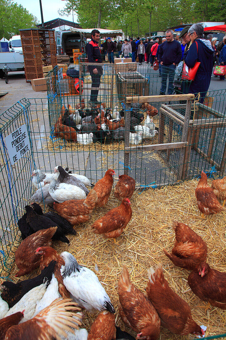 France,Bourgogne Franche Comte,Saone et Loire department (71),Louhans,fowl market