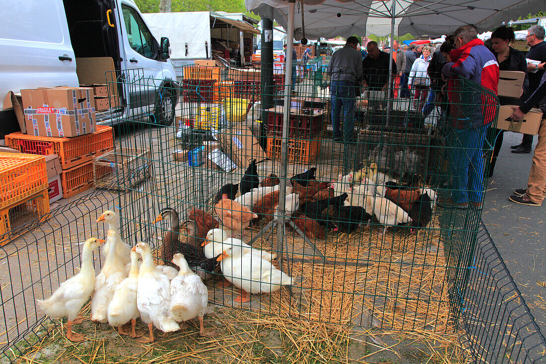 France,Bourgogne Franche Comte,Saone et Loire department (71),Louhans,fowl market