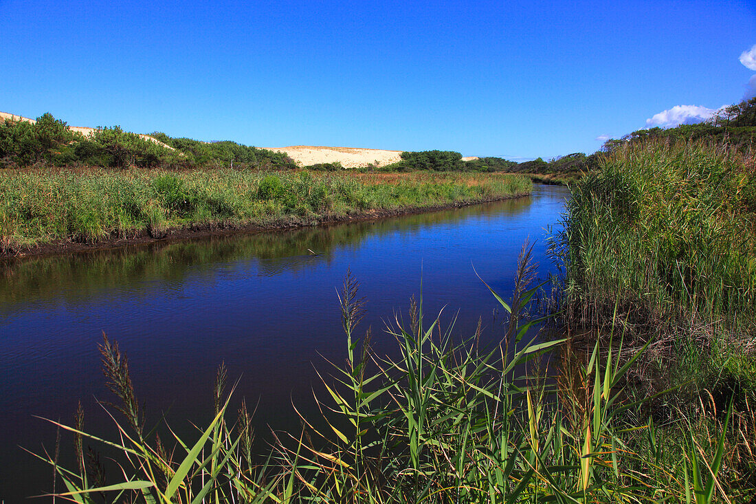 France,Nouvelle Aquitaine,Landes department (40),Moliets et Maa,le courant d'Huchet (river)