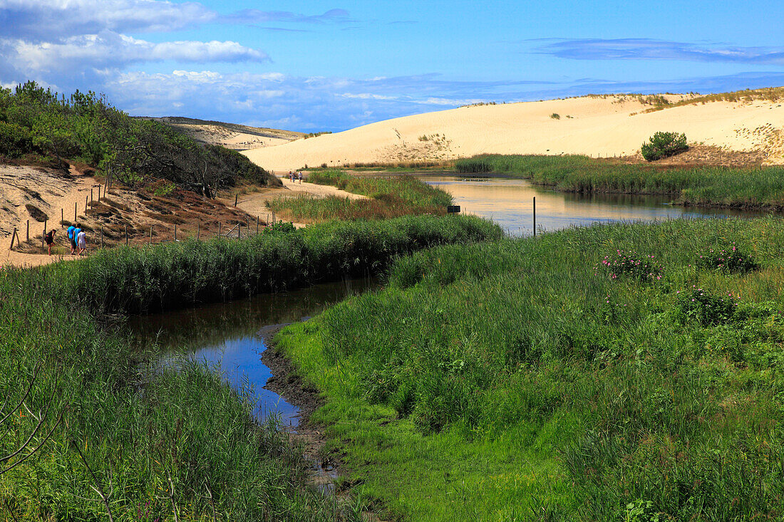 France,Nouvelle Aquitaine,Landes department (40),Moliets et Maa,le courant d'Huchet (river)