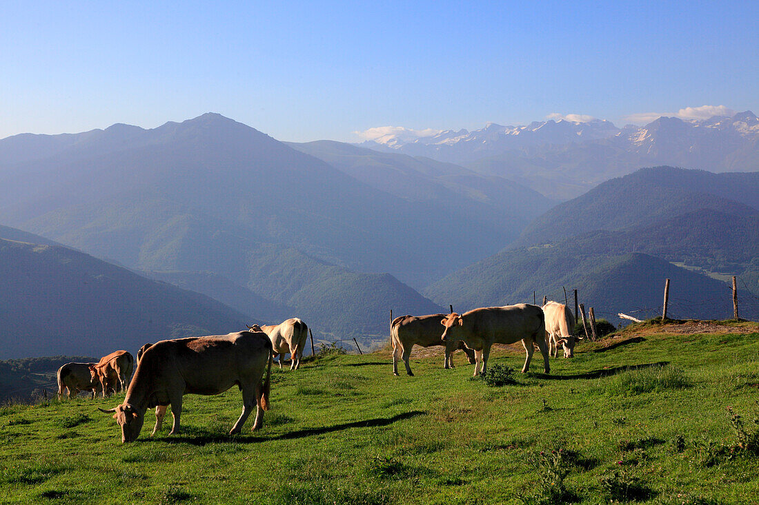 France,occitanie,Hautes Pyrenees department (65),Aspin mountain pass