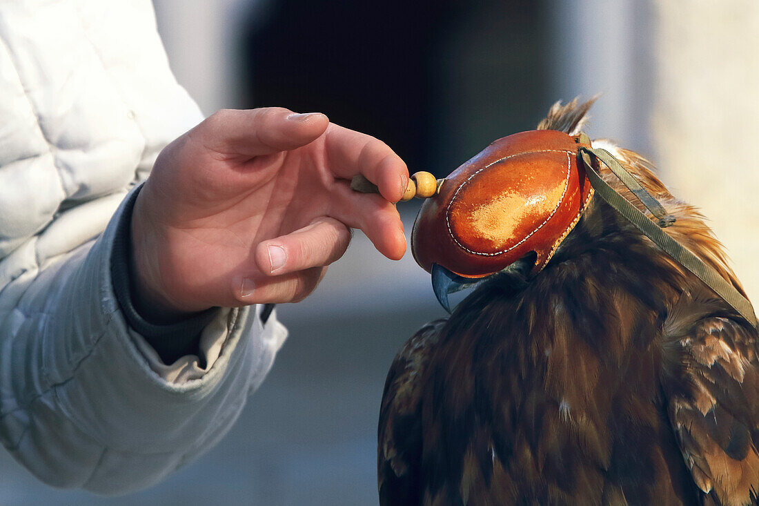 Eagle standing