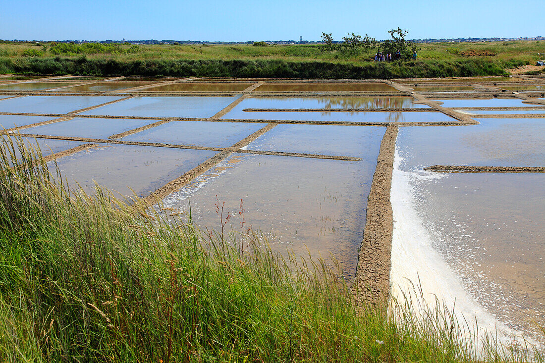 France,Pays de la Loire,Loire Atlantique (44),Guerande,sault march