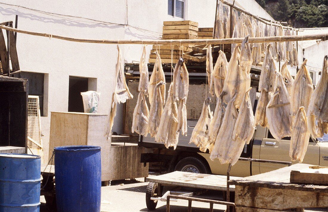 Stockfish hanging up to dry (outdoors, Portugal)