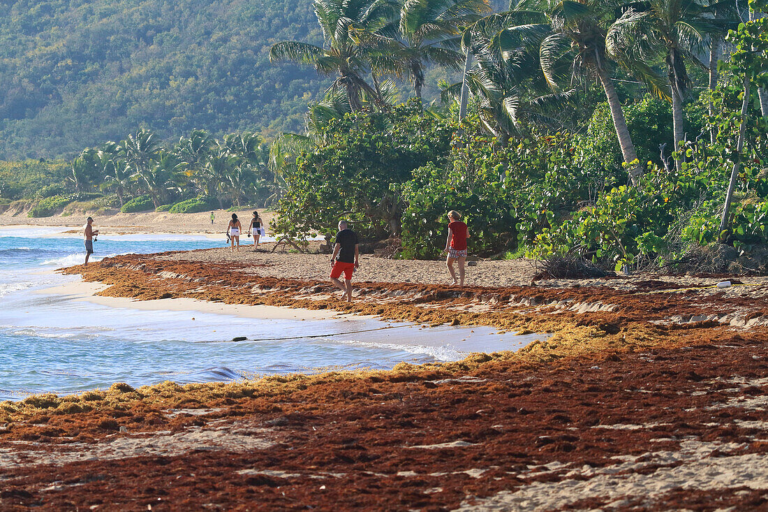 Usa,Porto rico. Culebra Island. Flamenco beach. Sargassum