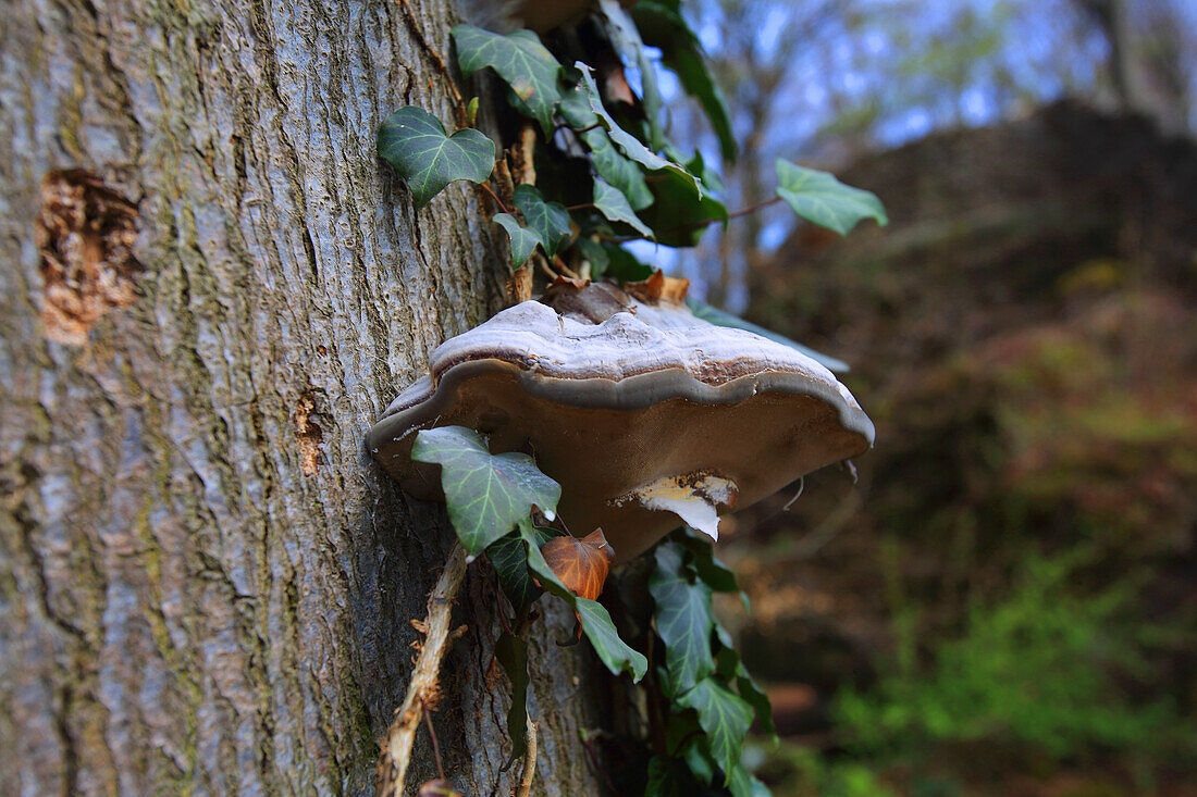 Parasitärer Pilz auf der Rinde eines großen Baumes mit Efeu