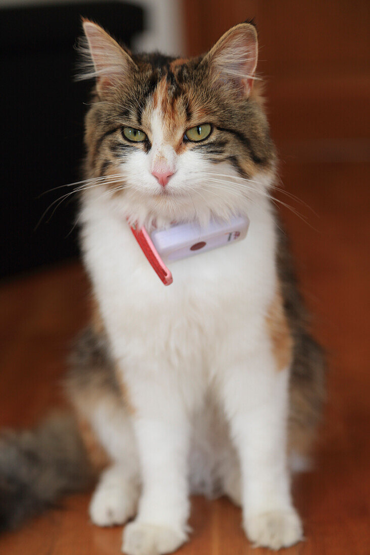 Cat with GPS collar connected to a location application