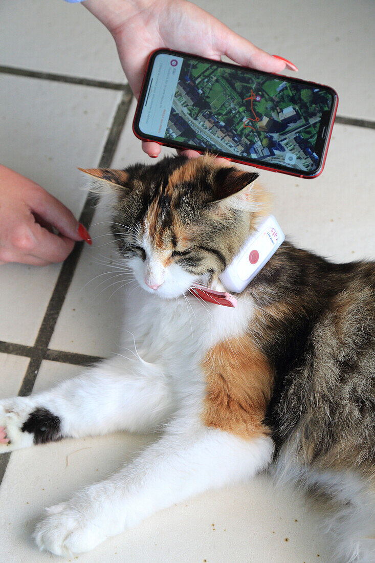 Cat with GPS collar connected to a location application