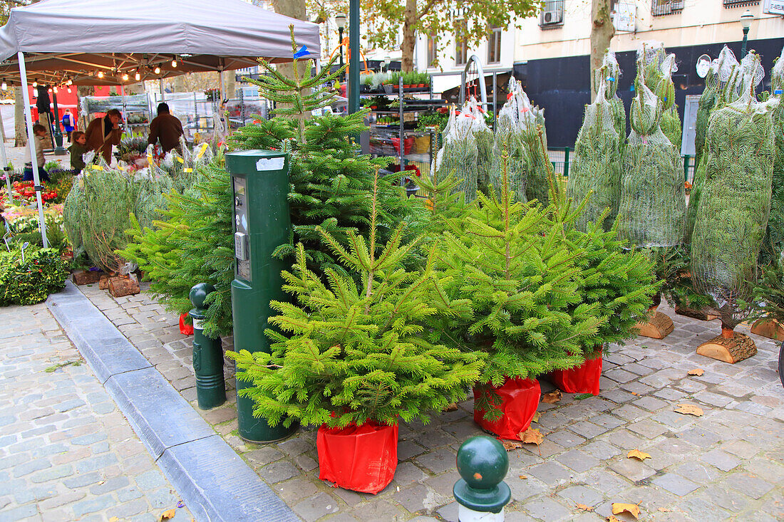 Weihnachtsbäume