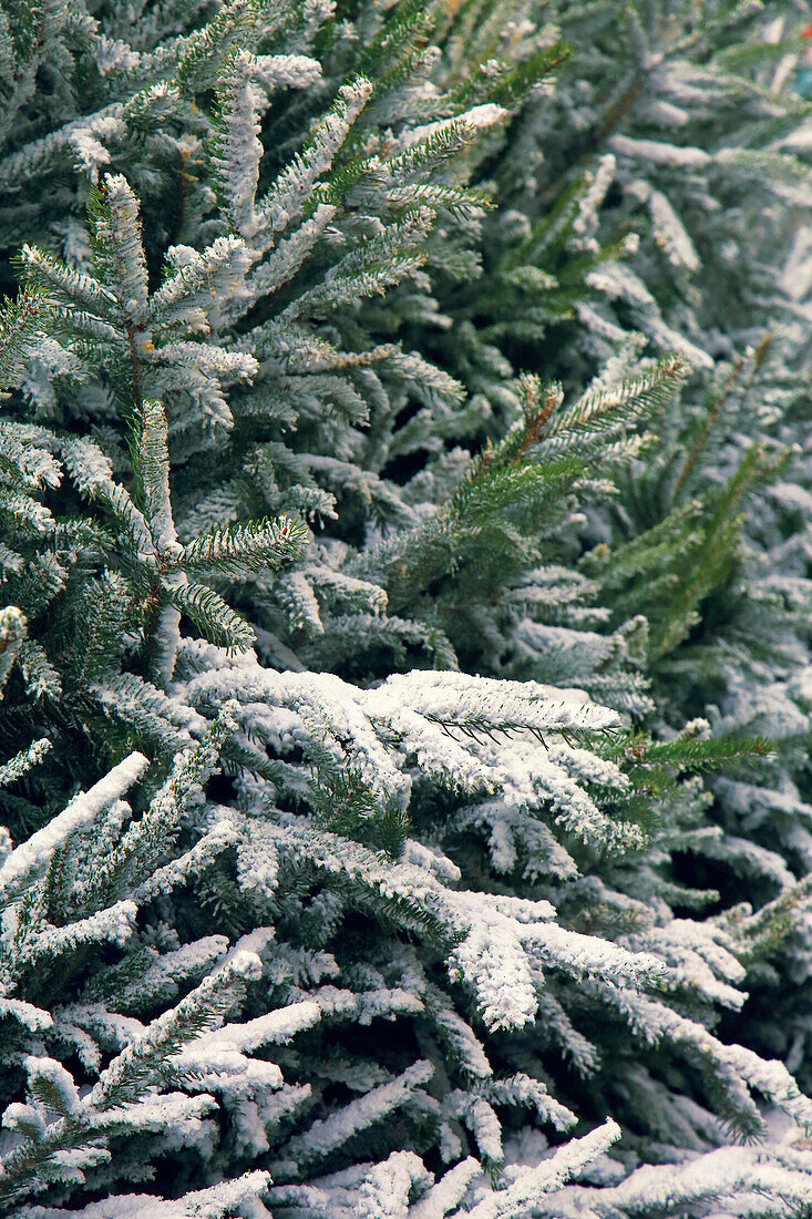 Artificial snow on Christmas trees