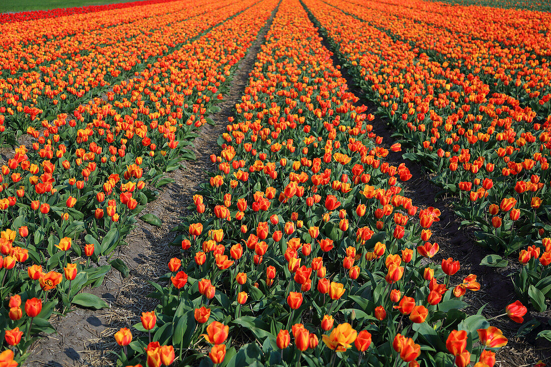 Tulip fields in the Netherlands