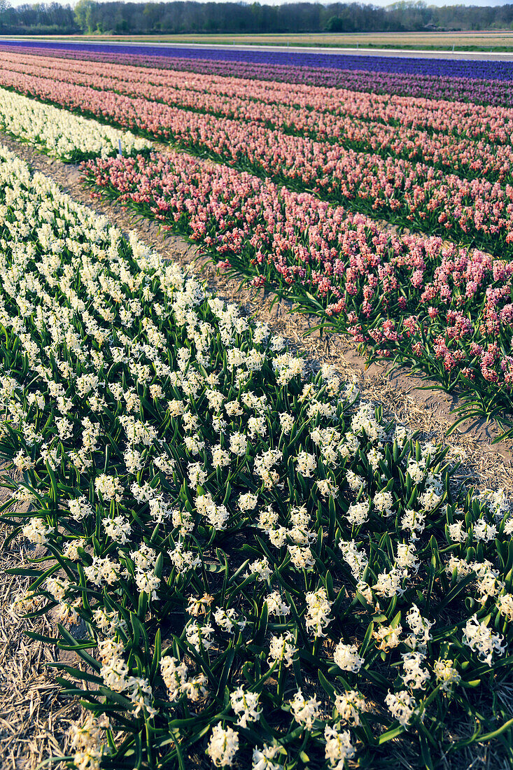 Fields of hyacinths in the Netherlands