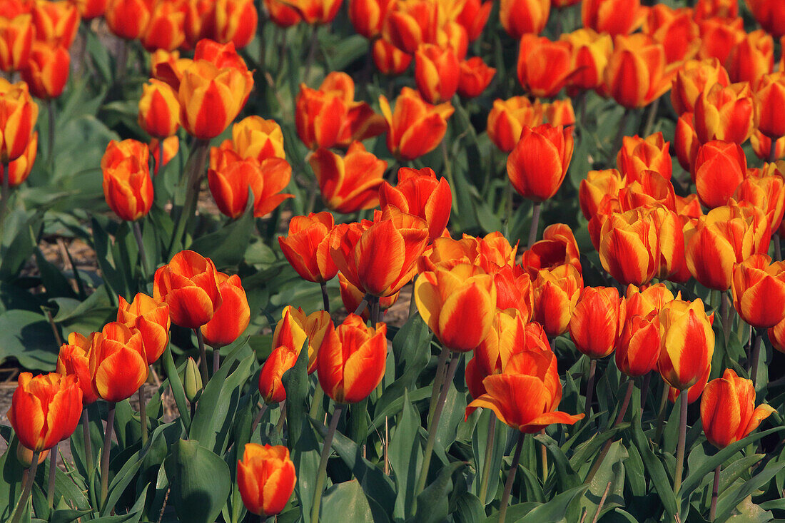 Tulip fields in the Netherlands