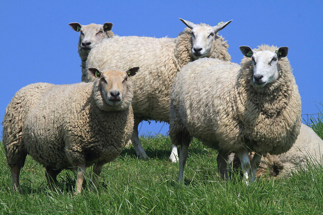 Netherlands,sheep