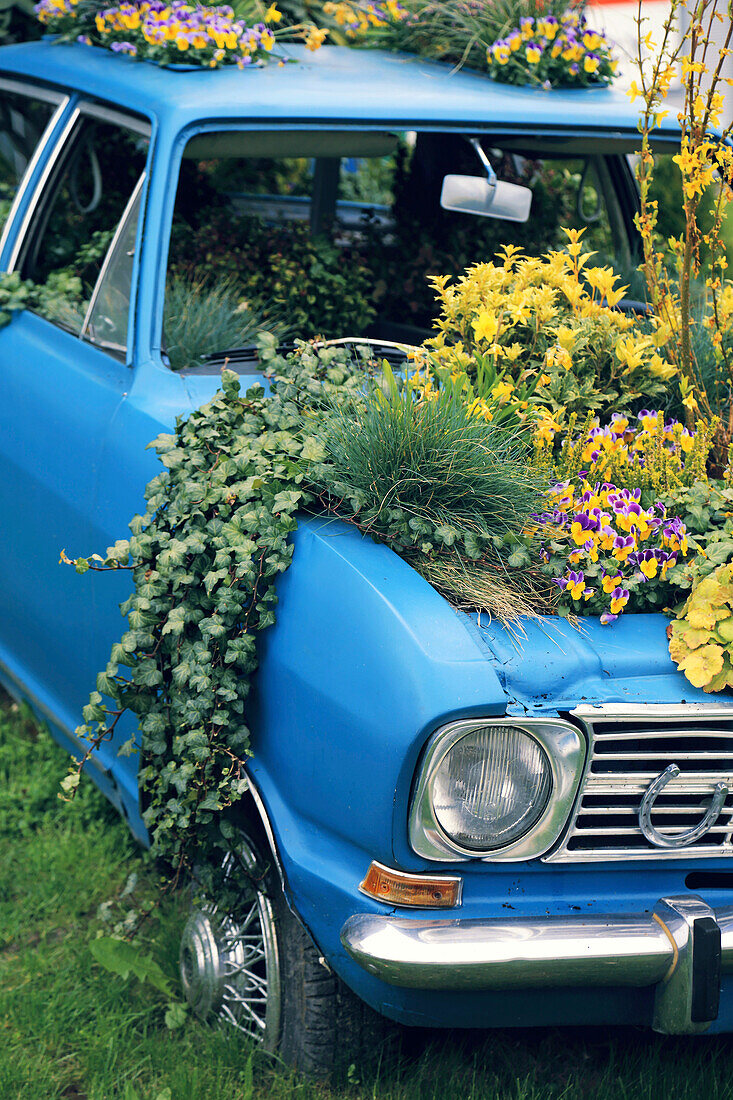 Car and nature