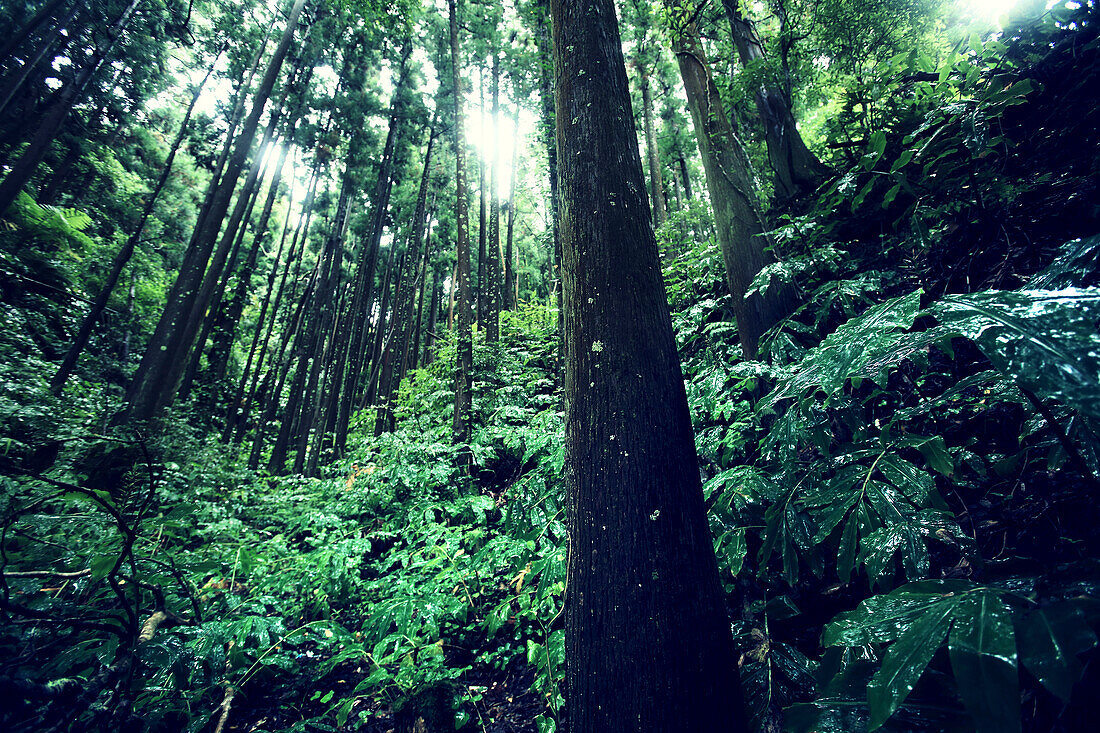 Sao Miguel Island,Azores,Portugal. Lagoas das Furnas. Forest