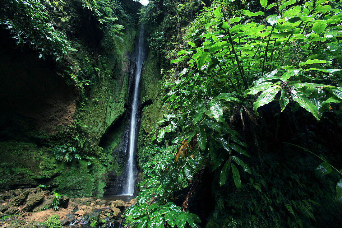 Insel Sao Miguel, Azoren, Portugal. Lagoas das Furnas. Wald