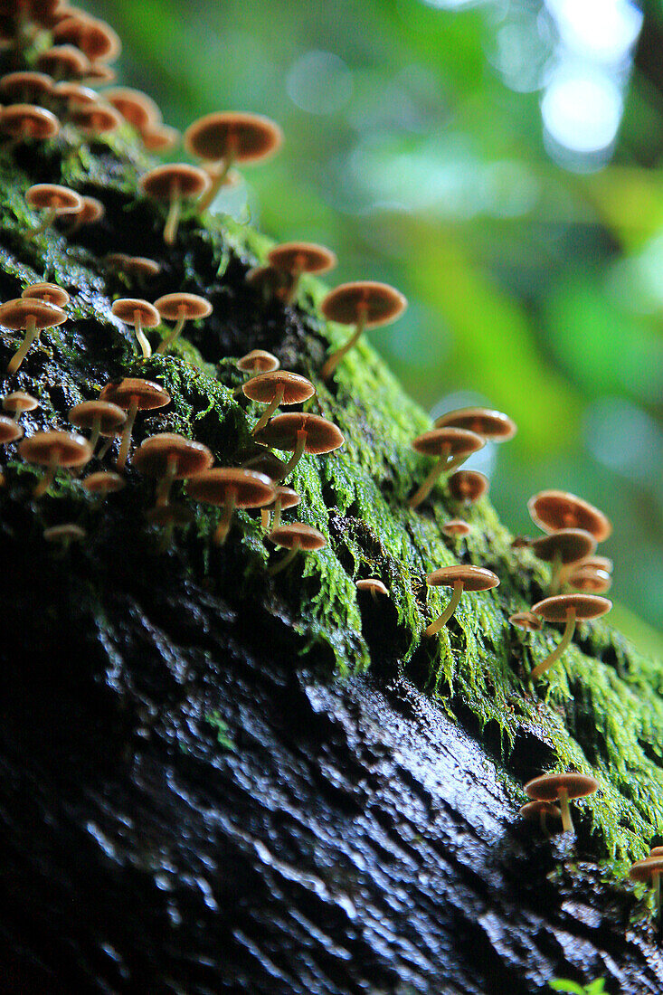 Insel Sao Miguel, Azoren, Portugal