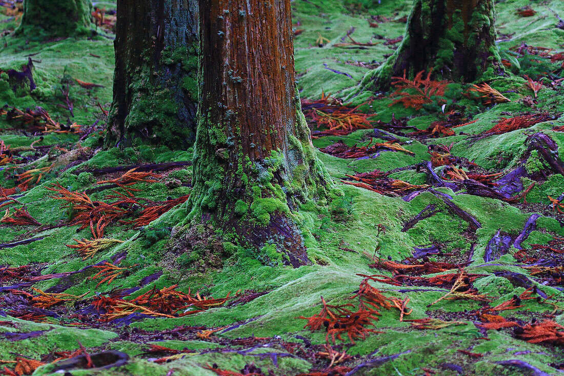 Sao Miguel Island,Azores,Portugal. Lagoas das Furnas. Forest