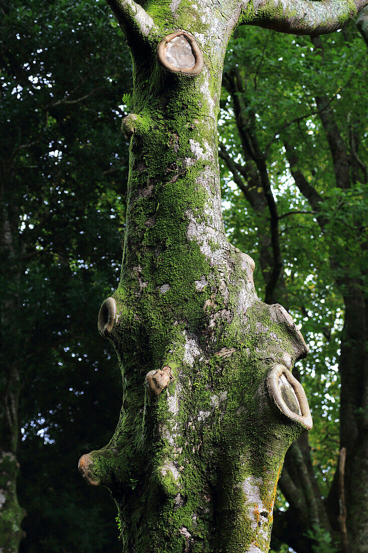 Sao Miguel Insel,Azoren,Portugal. Furnas,Parque Terra Nostra