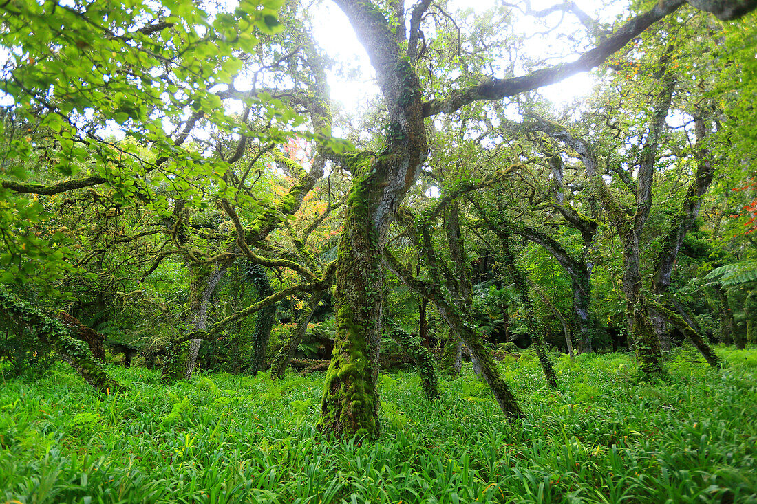 Sao Miguel Insel,Azoren,Portugal. Furnas,Parque Terra Nostra