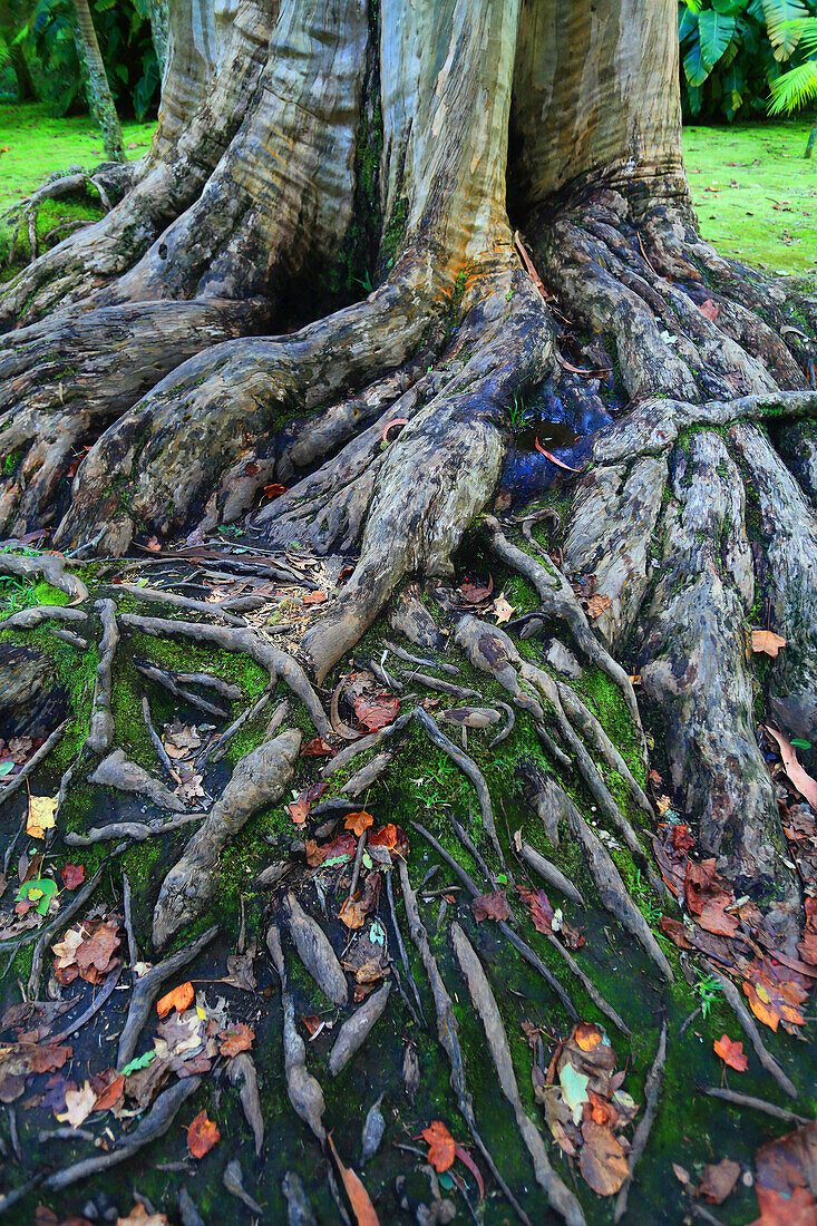 Sao Miguel Insel,Azoren,Portugal. Furnas,Parque Terra Nostra