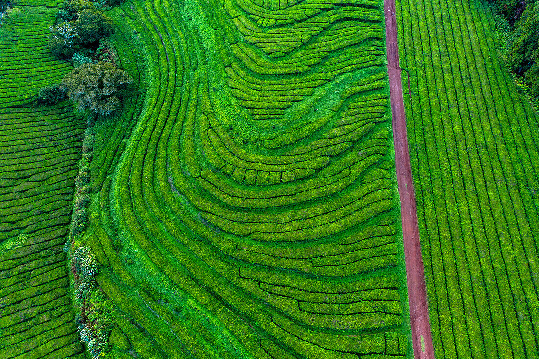 Insel Sao Miguel, Azoren, Portugal. Teeplantage. Gorreana