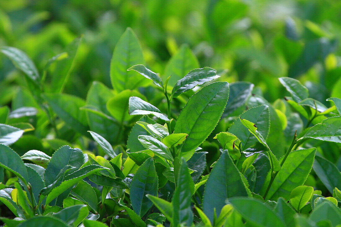 Sao Miguel Island,Azores,Portugal. Tea plantation. Gorreana