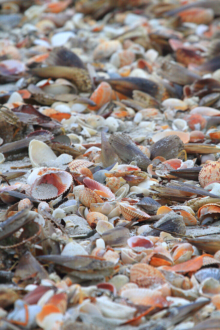 Usa,Florida. Gasparilla Island. Boca Grande. Shells on beach