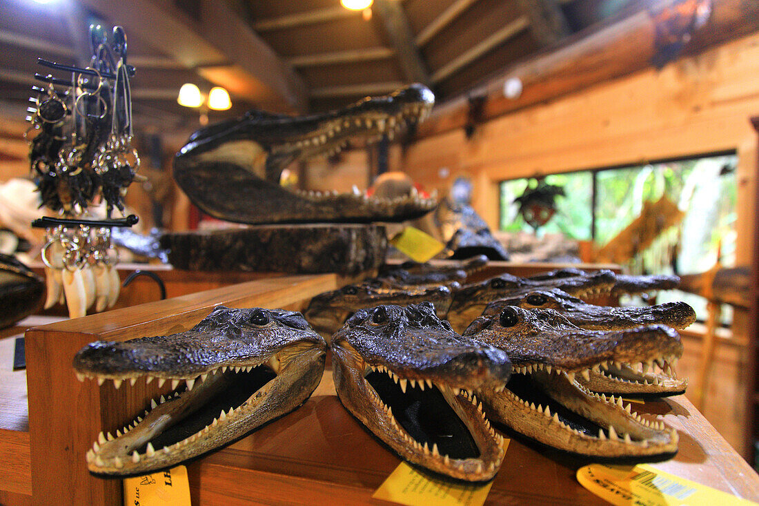 Usa,Florida. Everglades. Alligator. Alligator heads in a store