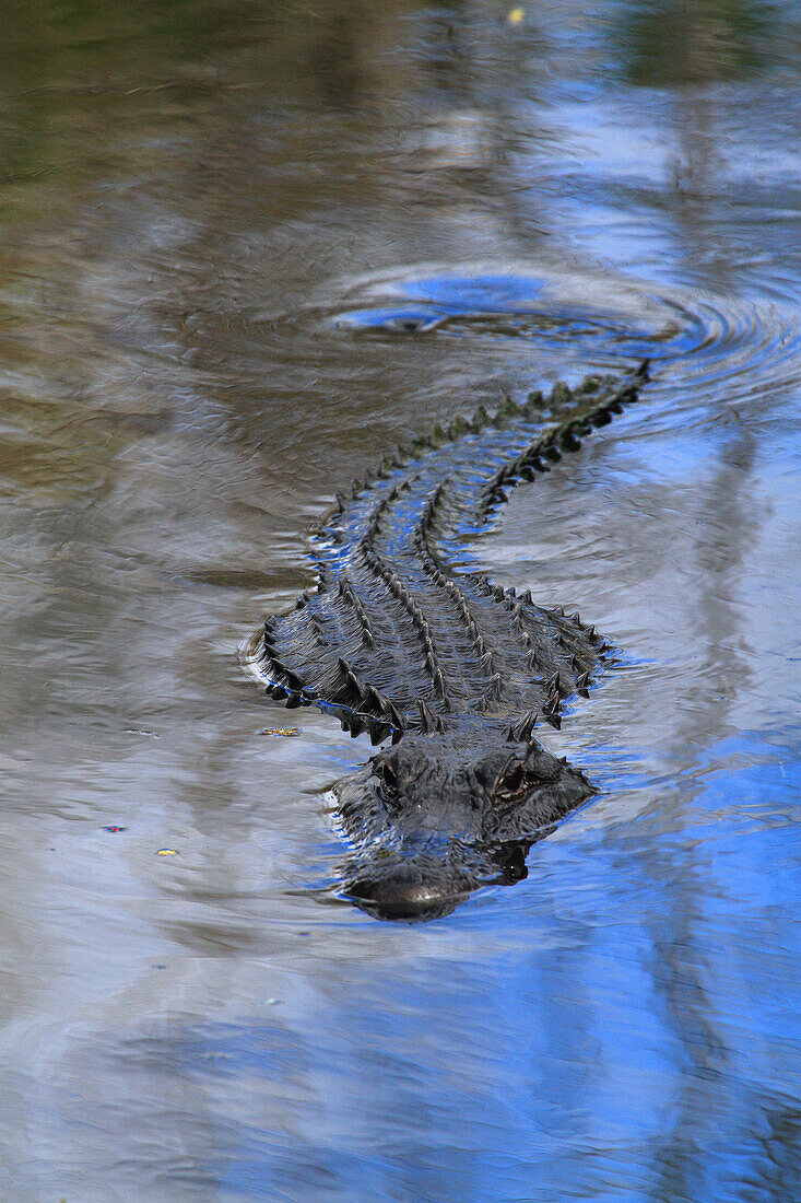 Usa,Florida. Everglades. Alligator