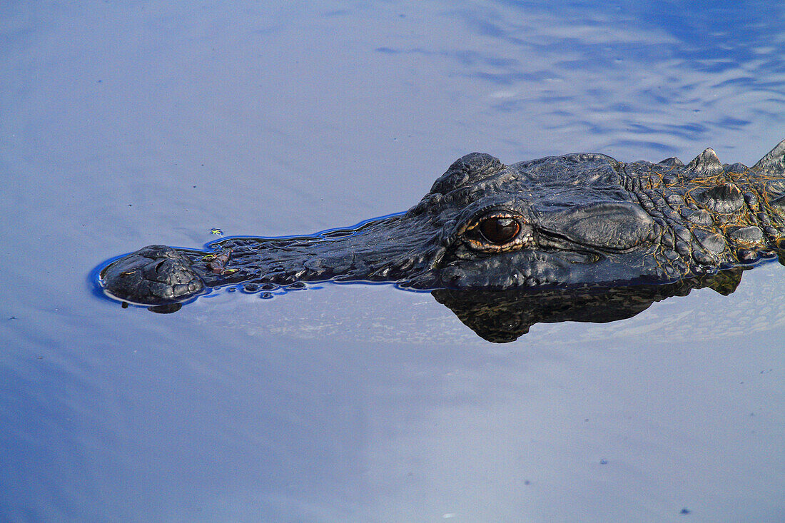 Usa,Florida. Everglades. Alligator