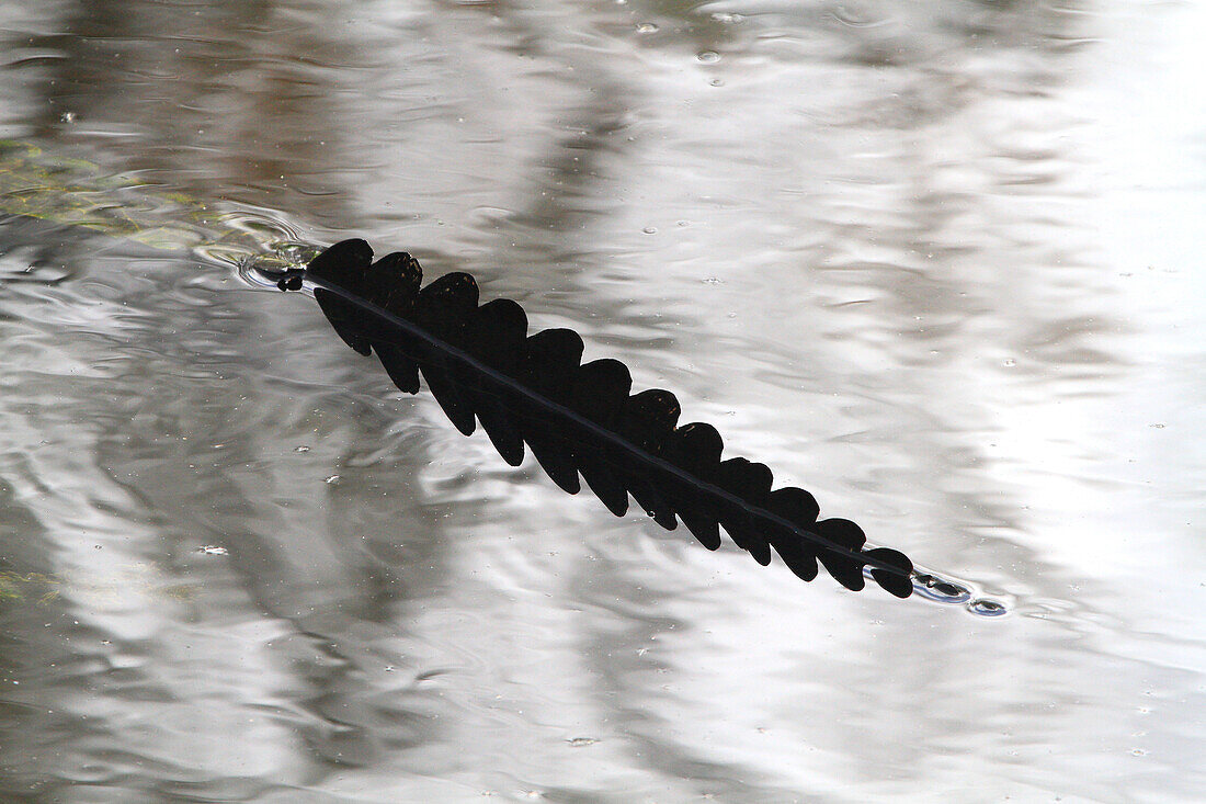 Usa,Florida. Everglades. Alligator